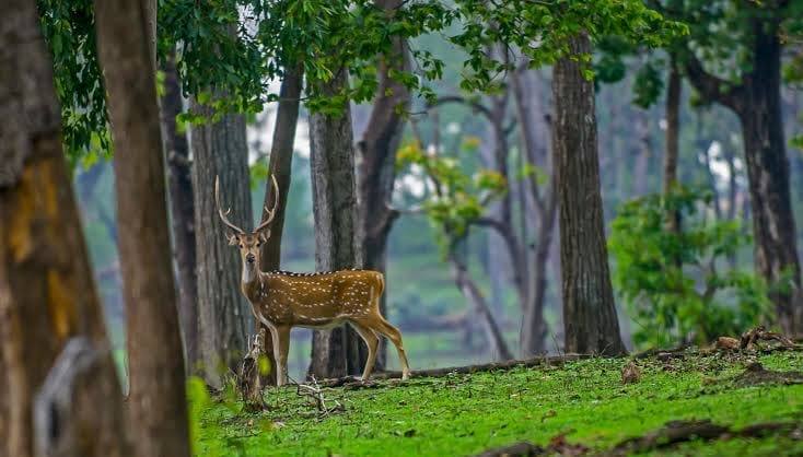 Chital deer grazing in the meadows of Pench Tiger Reserve