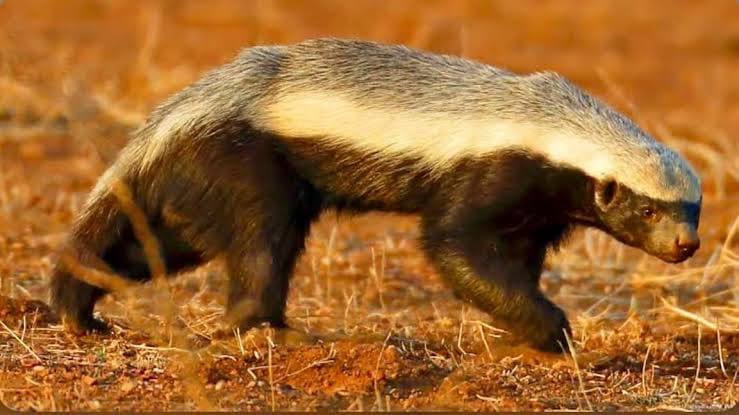 Honey badger, also known as a ratel