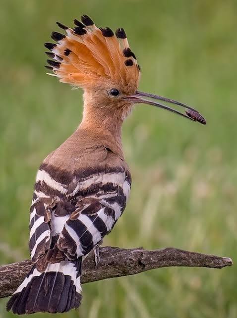 A hoopoe bird photographed in Pench Tiger Reserve