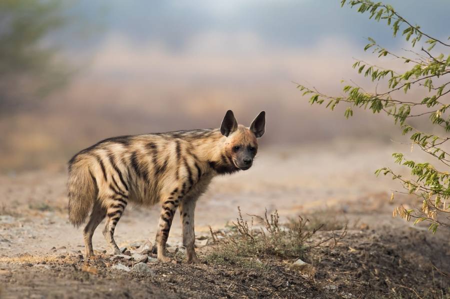 Striped hyena photographed in central India